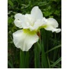 Саженец ириса Харпсвелл Хэппинес (Harpswell Happiness): фото и описание