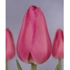 Луковица тюльпана Барселона (Barcelona): фото и описание