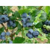 Саженец черники Герберт  (Herbert): фото и описание