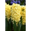 Луковица гиацинта Жёлтая Королева: фото и описание