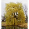 Сеянец ивы плакучей Желтая: фото и описание