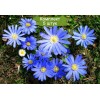 Луковицы анемоны Бланда (Blanda) -  5 шт.: фото и описание