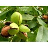 Саженцы грецкого ореха Изящный -  5 шт.: фото и описание