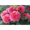 Саженцы среднецветковой хризантемы Книпскис (Knipskis) (Розовая ) -  5 шт.: фото и описание