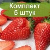 Саженцы клубники Королева Элиза (Ранняя) -  5 шт.: фото и описание