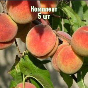 Комплект 5шт / Персик Джаминат