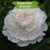 Саженцы пиона Blush Queen (Блаш Квин ) -  5 шт.: фото и описание