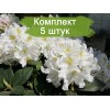 Саженцы рододендрона Каннингемс Уайт (Cunningham’s White) -  5 шт.: фото и описание