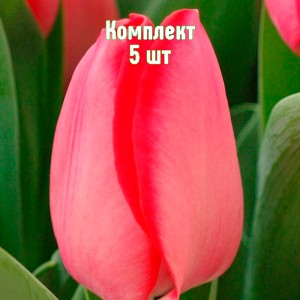 Комплект 5шт / Тюльпан Барре Альта