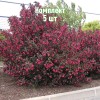 Саженцы Вейгелы цветущей Александра - 5 шт.: фото и описание