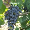 Саженцы Винограда Данко (Danko) - 5 шт.: фото и описание