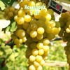 Саженцы Винограда Италия - 5 шт.: фото и описание