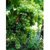 Саженцы винограда Спартанец - Кишмиш (Ранний/Белый) -  5 шт.: фото и описание