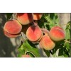 Саженец Персика Джаминат: фото и описание