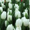 Луковица Тюльпана Вайт Династия (Dynasty): фото и описание