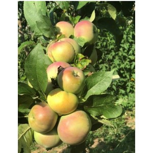 Яблоня Каскад (колоновидная)